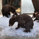 Some Bears To Make You Think About The Pals You've Lost Along The Way